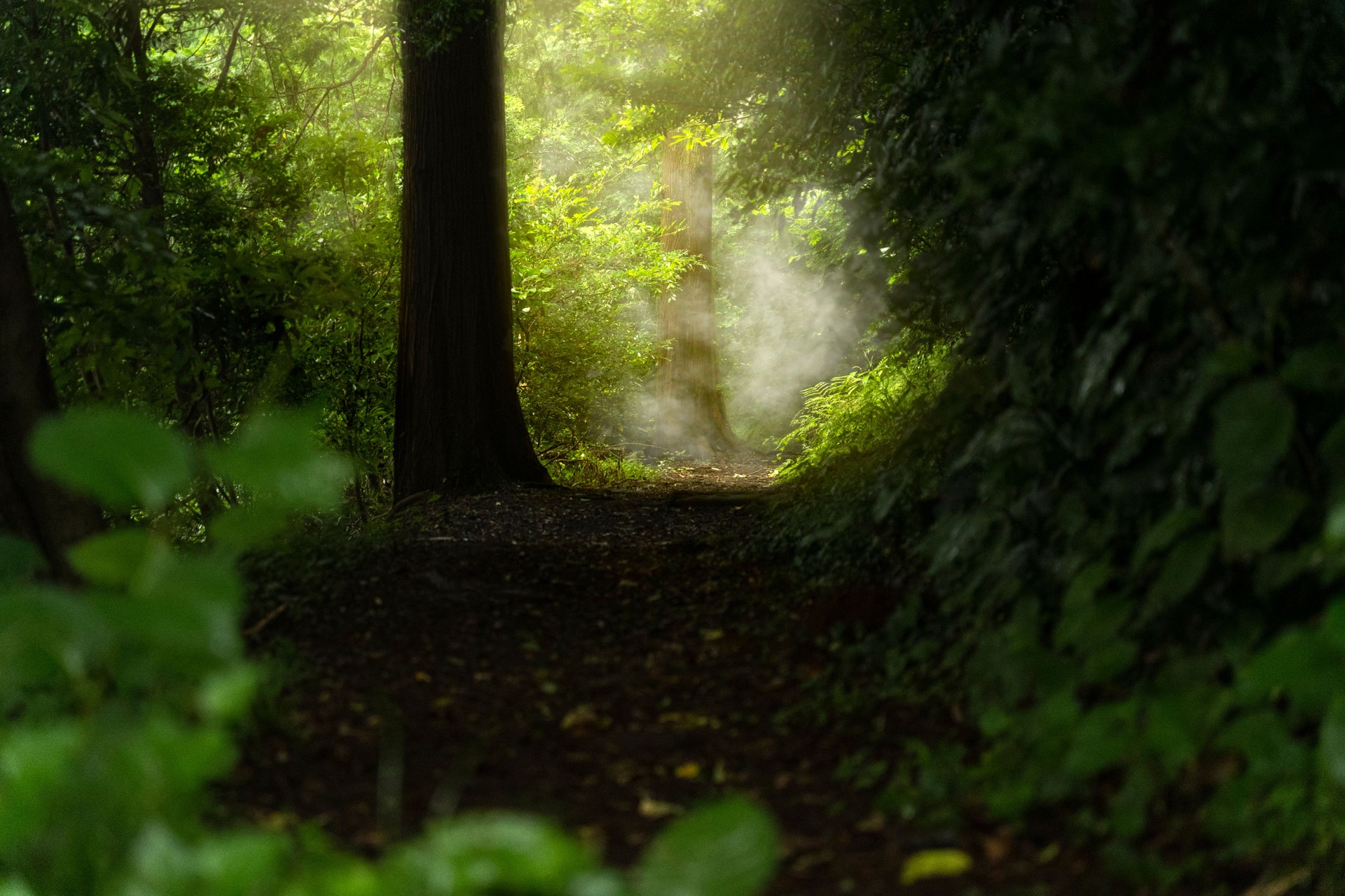 Una ruta de acceso en el bosque